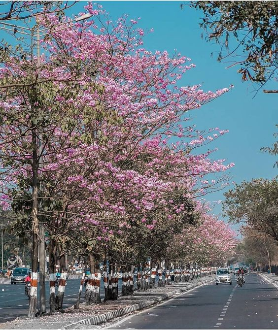 image Vikhroli Blossom