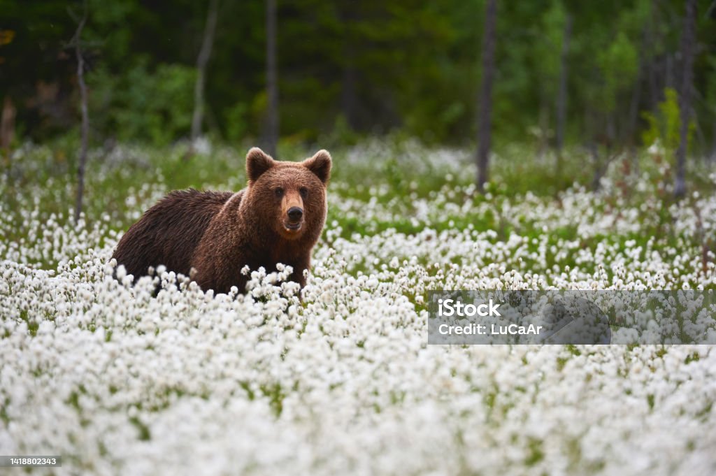 image A brown bear is waiting for you!!